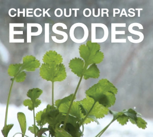 See all our Episodes