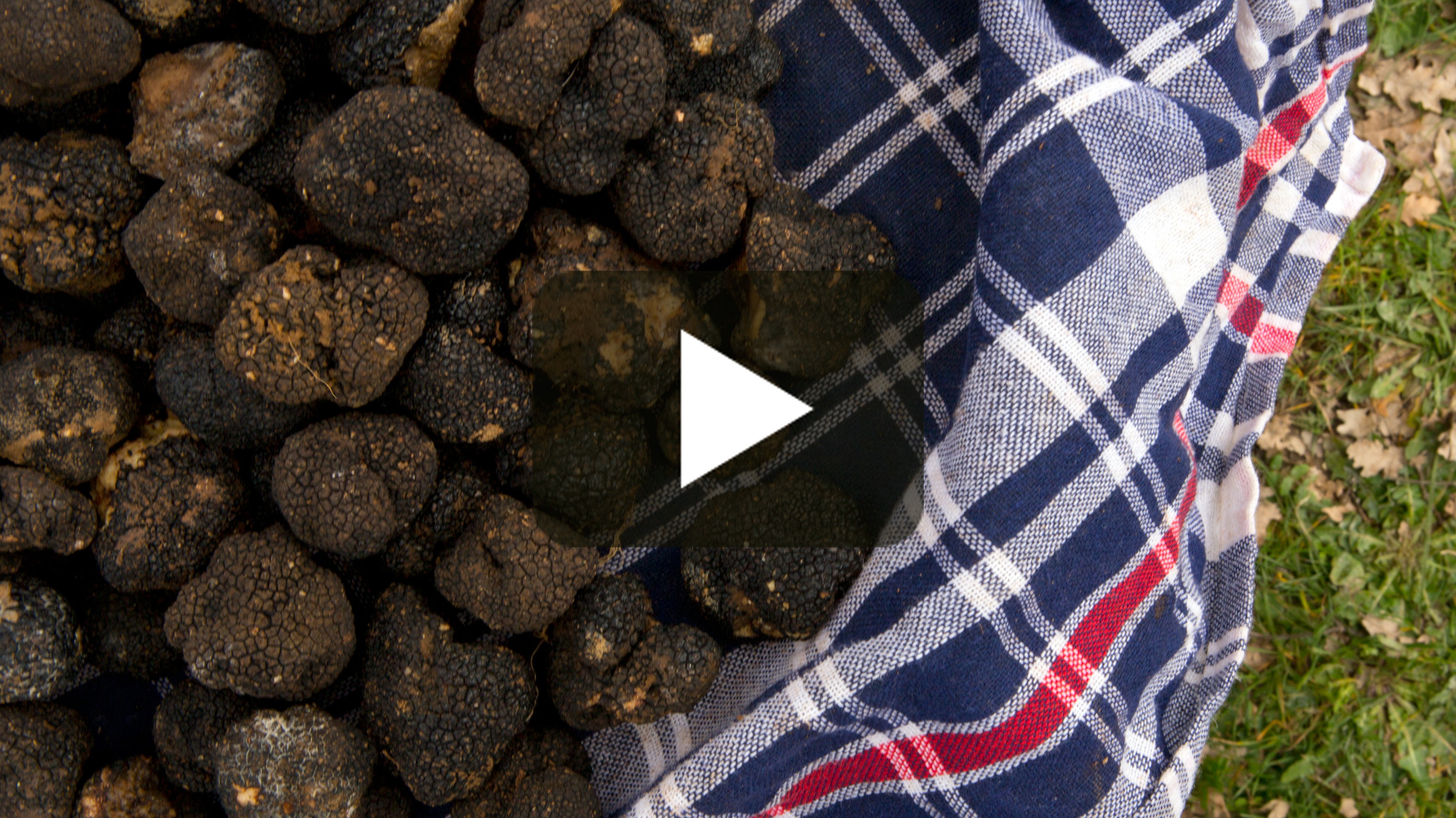 Episode 126 The Truffle Hunters The Perennial Plate